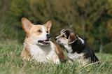 CORGI PEMBROKE 1003